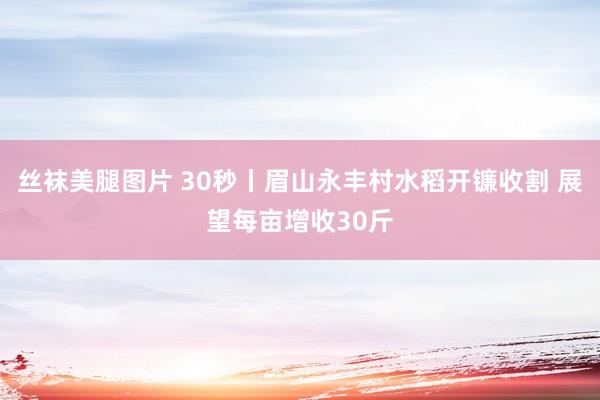 丝袜美腿图片 30秒丨眉山永丰村水稻开镰收割 展望每亩增收30斤